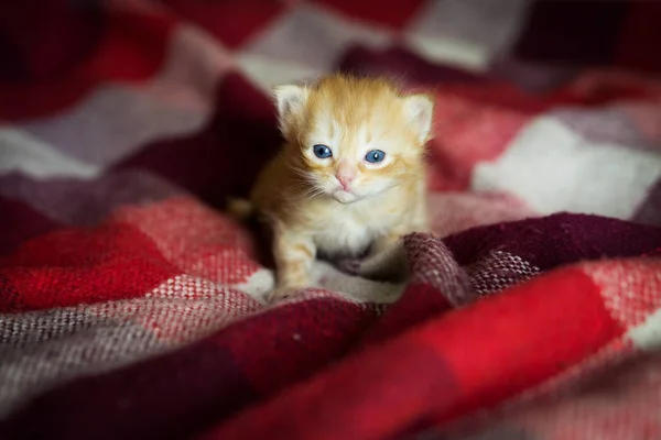Flauschiges Kätzchen Liegt Auf Roter Decke — Stockfoto