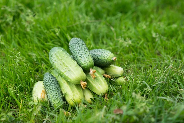 Pile Fresh Cucumbers Green Grass — Stock Photo, Image