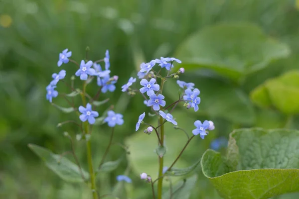 Bahar Sahada Ihale Mavi Küçük Çiçekler Görünümü Kapat — Stok fotoğraf