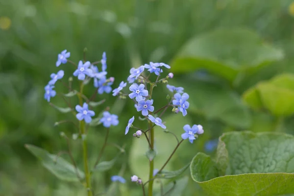 Stäng Anbud Blå Små Blommor Våren Sätter — Stockfoto