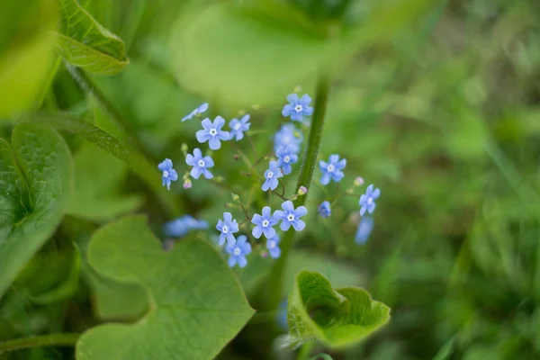 Close view of tender blue little flowers on spring field