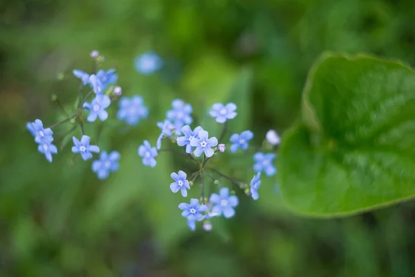 Close view of tender blue little flowers on spring field