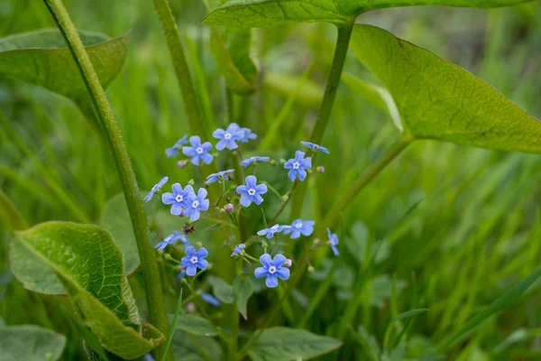 Bahar Sahada Ihale Mavi Küçük Çiçekler Görünümü Kapat — Stok fotoğraf