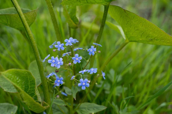 在春天的田野上 可以看到柔嫩的蓝色小花 — 图库照片