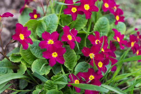 Stäng Vyn Blommande Lila Gullvivor Med Gul Centra — Stockfoto