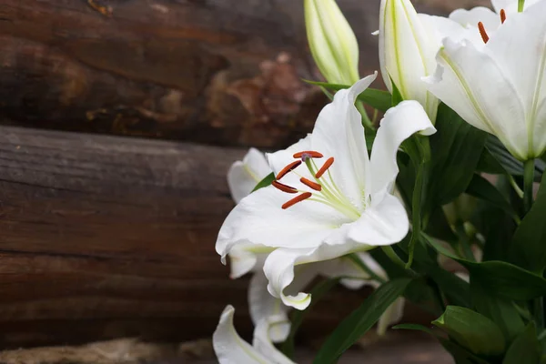 Zavřít Pohled Nabídka Bílá Lilie Květů Zelenými Listy — Stock fotografie