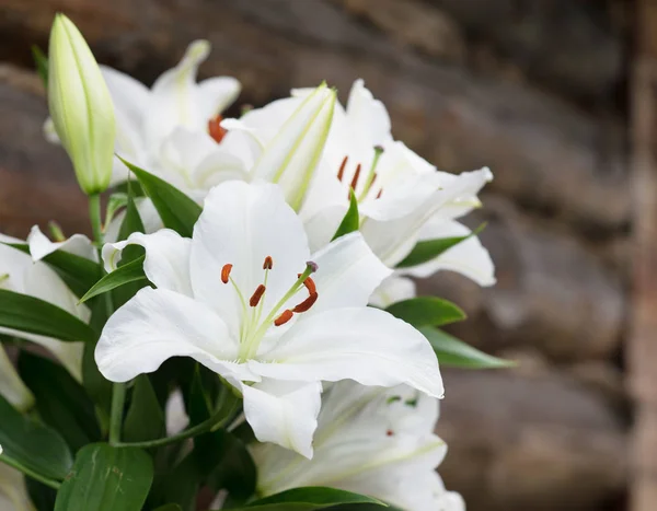Крупним Планом Вид Ніжних Білих Квітів Лілії Зеленим Листям — стокове фото