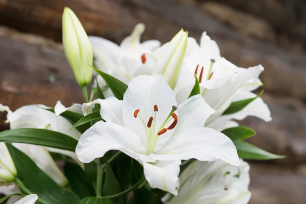 Nahaufnahme Zarter Weißer Lilienblüten Mit Grünen Blättern — Stockfoto