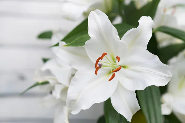 Vista Cercana Tiernas Flores Lirio Blanco Con Hojas Verdes —  Fotos de Stock