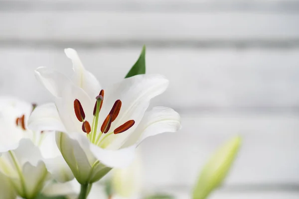 Zamknij Widok Przetargu Lily Białe Kwiaty Zielonych Liści — Zdjęcie stockowe