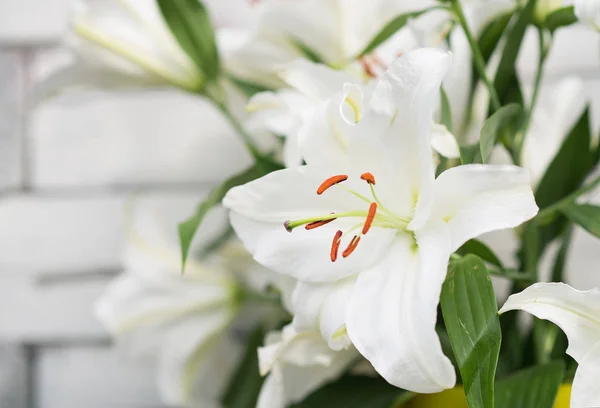 Zamknij Widok Przetargu Lily Białe Kwiaty Zielonych Liści — Zdjęcie stockowe