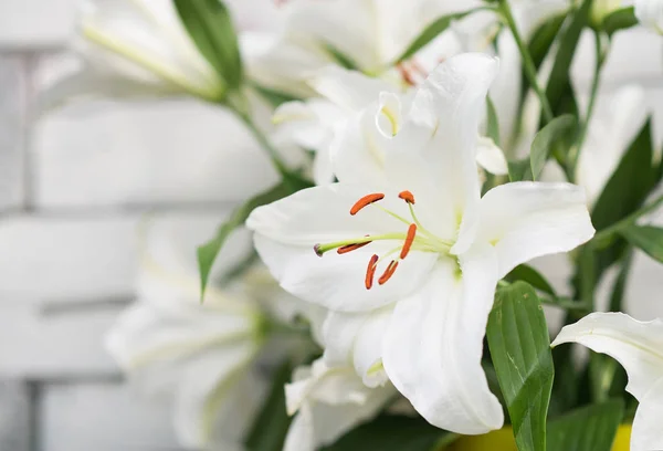 Close View Tender White Lily Flowers Green Leaves — Stock Photo, Image