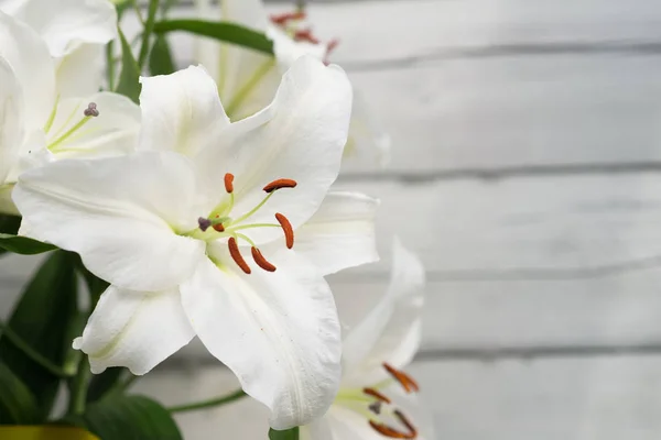 Close View Tender White Lily Flowers Green Leaves — Stock Photo, Image