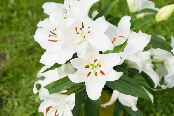 Close View Tender White Lily Flowers Green Leaves — Stock Photo, Image