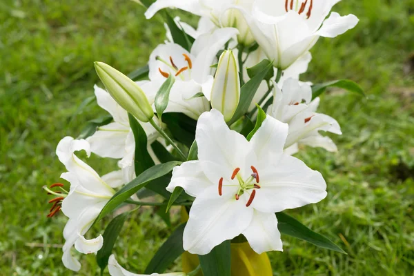 Close View Tender White Lily Flowers Green Leaves — Stock Photo, Image