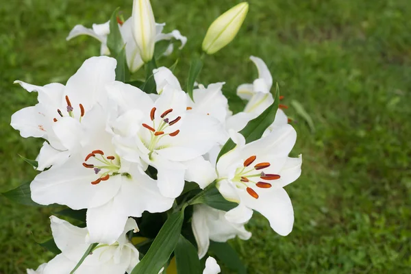 Close View Tender White Lily Flowers Green Leaves — Stock Photo, Image