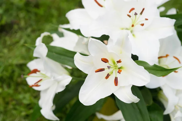 Close View Tender White Lily Flowers Green Leaves — Stock Photo, Image