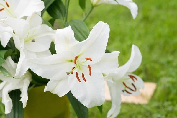 Close View Tender White Lily Flowers Green Leaves — Stock Photo, Image