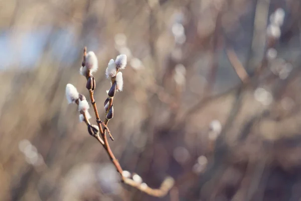 Weergave Van Pussy Willow Bijkantoren Warme Voorjaar Zonlicht Sluit — Stockfoto