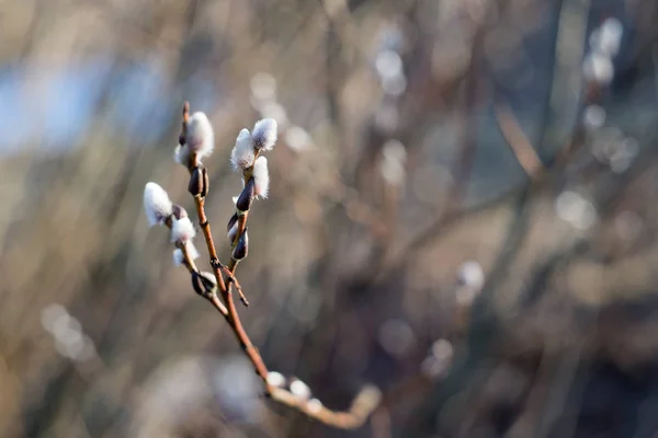 暖かい春の日差しに猫 柳の枝の表示を閉じる — ストック写真