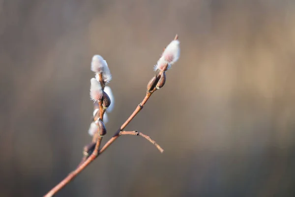 Close View Pussy Willow Branches Warm Spring Sunlight — Stock Photo, Image