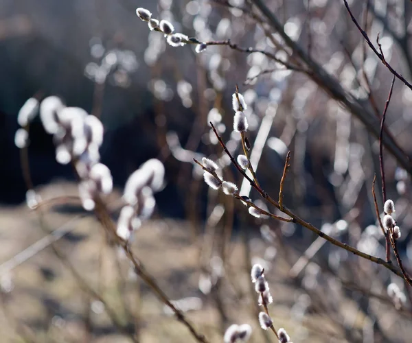 Close View Pussy Willow Branches Warm Spring Sunlight — Stock Photo, Image