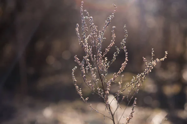 Thin Dry Plant Warm Sunlight Sunset — Stock Photo, Image