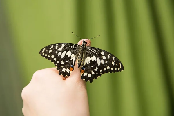 Тёмная Тропическая Бабочка Сидящая Женской Руке — стоковое фото