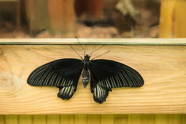 Zavřít Pohled Tmavý Tropický Motýl — Stock fotografie