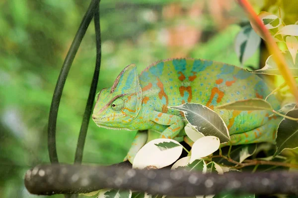 Caméléon Vert Assis Dans Des Feuilles Vertes — Photo