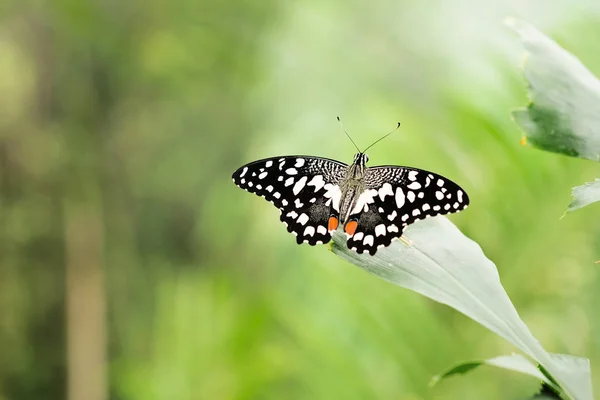 Papillon Tendre Assis Sur Feuille Sur Fond Flou — Photo