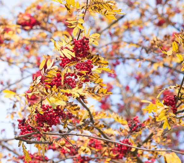 Vogelbeerenzweige Mit Roten Beeren Aus Der Nähe — Stockfoto