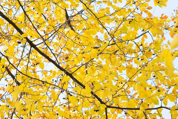 나뭇가지에 황금가 — 스톡 사진