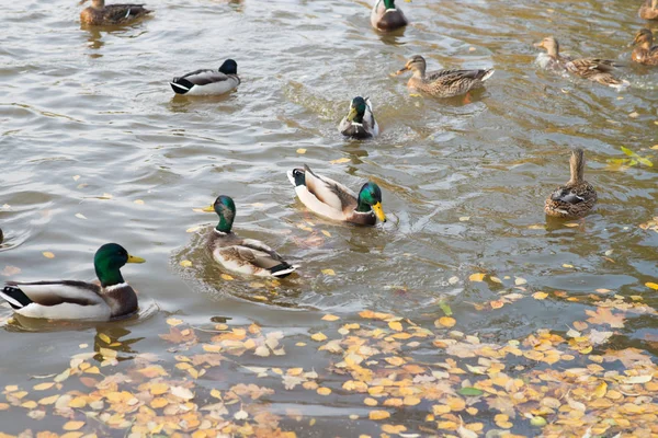 Ducks Swimming Pond Yellow Autumnal Fallen Leaves Water — Stock Photo, Image