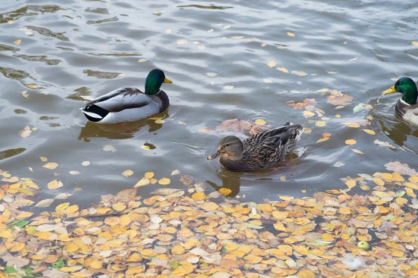 Ducks Swimming Pond Yellow Autumnal Fallen Leaves Water — Stock Photo, Image