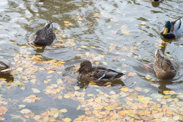 Ducks Swimming Pond Yellow Autumnal Fallen Leaves Water — Stock Photo, Image