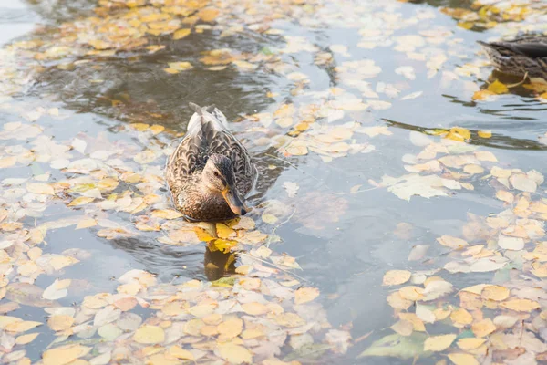 水の黄色い紅葉落ち葉と池に泳ぐ鴨 — ストック写真