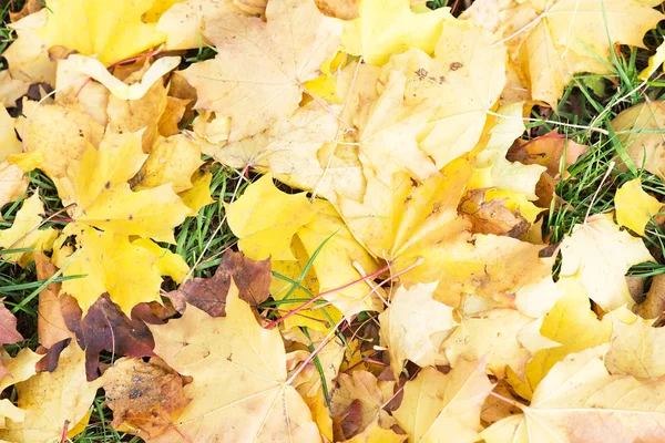 Outono Amarelo Brilhante Folhas Caídas — Fotografia de Stock