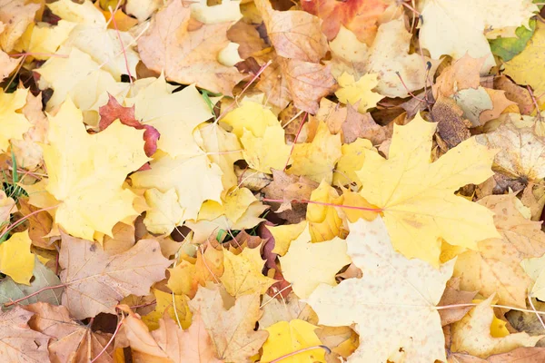 Jasny Żółty Jesienią Opadłych Liści — Zdjęcie stockowe
