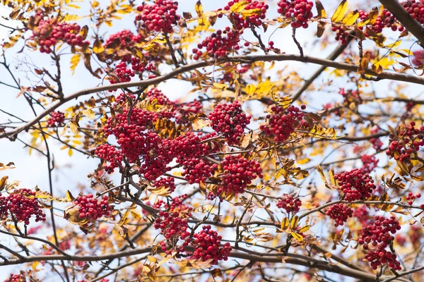 Rowan Ağacı Dalları Ile Kırmızı Çilek Görünümü Kapat — Stok fotoğraf