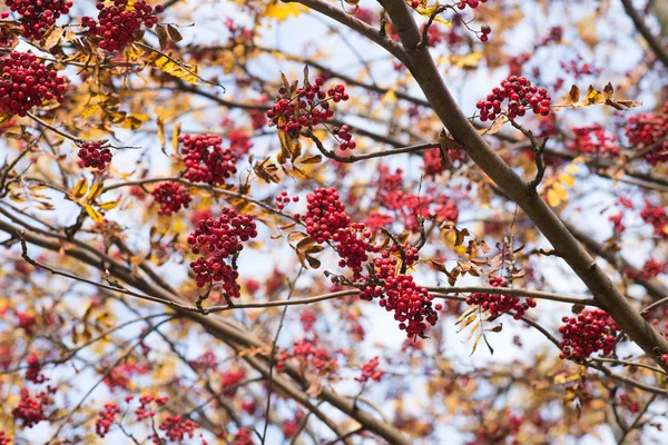 Vogelbeerenzweige Mit Roten Beeren Aus Der Nähe — Stockfoto