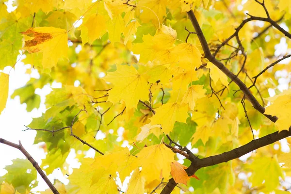 Vista Próxima Folhas Outonais Douradas Galhos Árvores — Fotografia de Stock