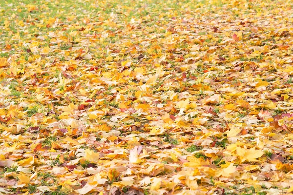 Jasne Autumn Odchodzi Leżąc Ziemi — Zdjęcie stockowe