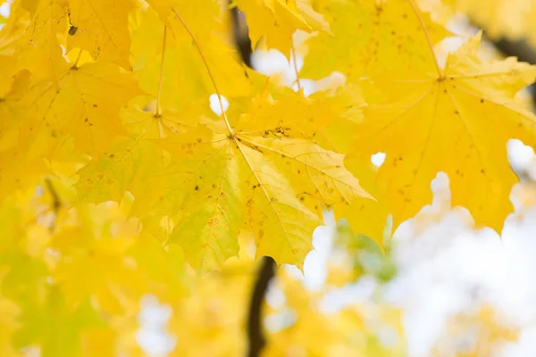 枝条上金色秋叶的近景 — 图库照片