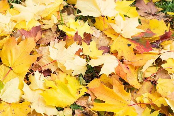 Folhas Outono Brilhantes Deitadas Chão — Fotografia de Stock