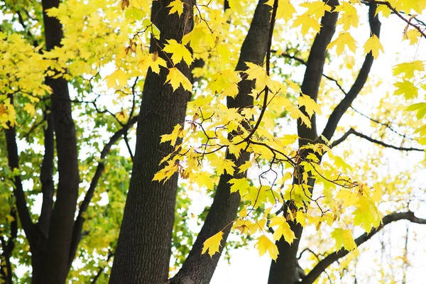 나뭇가지에 황금가 — 스톡 사진