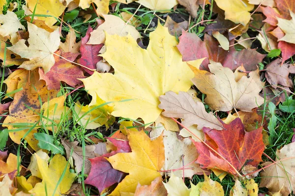 Jasne Autumn Odchodzi Leżąc Ziemi — Zdjęcie stockowe