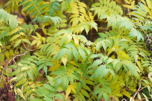 Fechar Vista Verde Amarelo Arbusto Exuberante — Fotografia de Stock