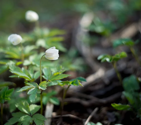 Κλείστε Την Προβολή Των Τρυφερών Άνοιξης Λευκό Λουλούδι Πράσινο Γρασίδι — Φωτογραφία Αρχείου
