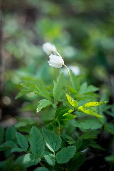 Vue Rapprochée Tendre Fleur Blanche Printanière Herbe Verte — Photo